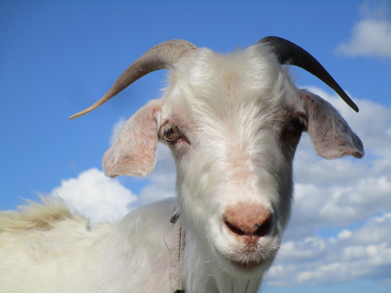 goat animal blue free photo