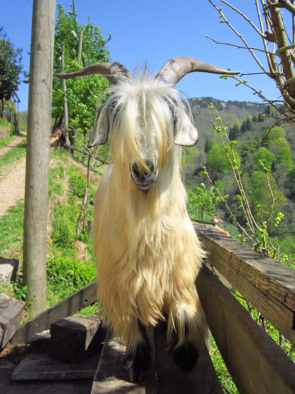 goat rize kaçkar free photo