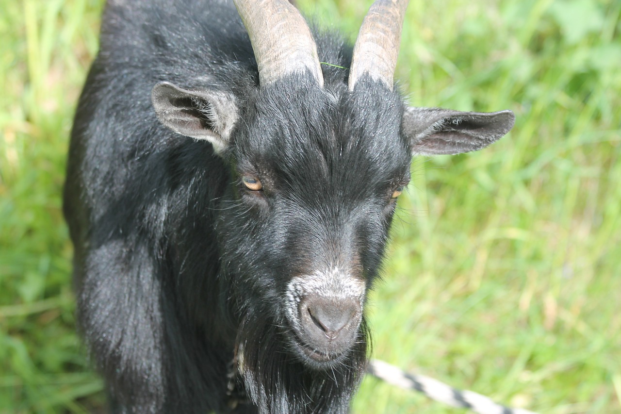 goat bock mammals free photo