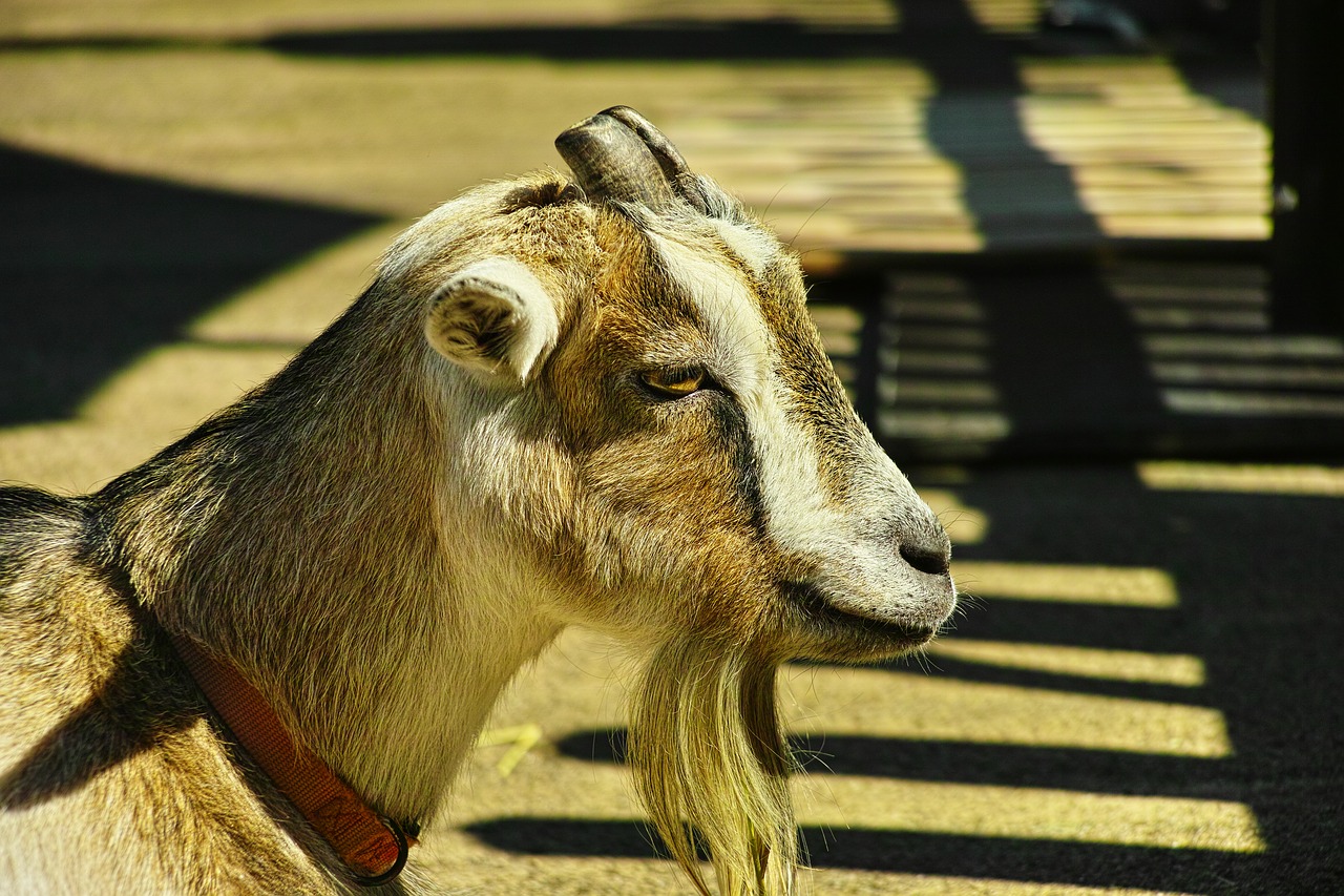 goat animal whisker free photo