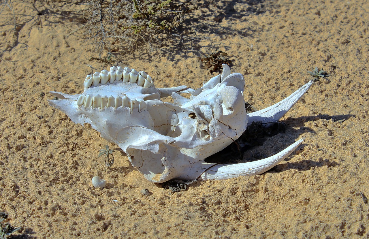 goat skull skeleton free photo