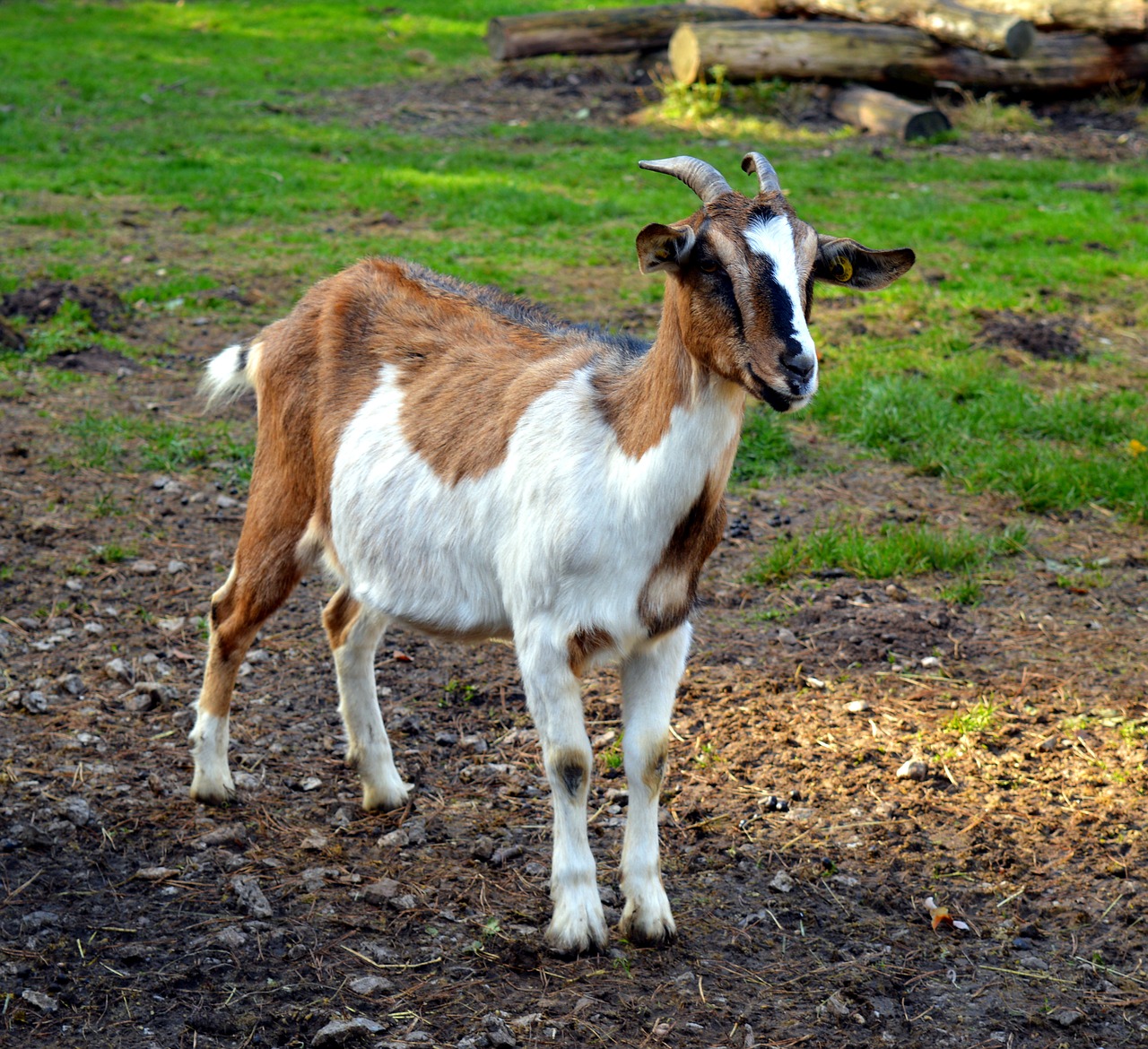 goat billy goat goatee free photo