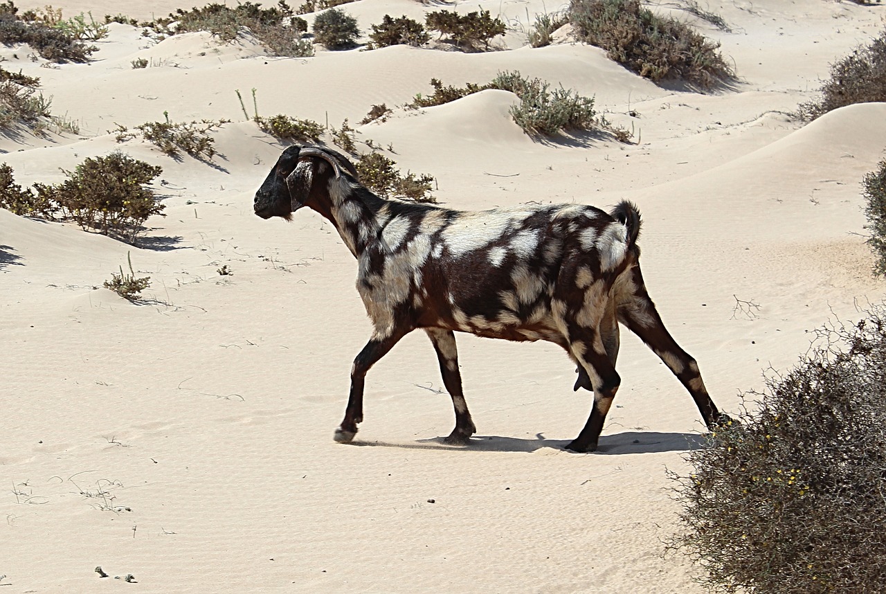 goat dunes animal free photo