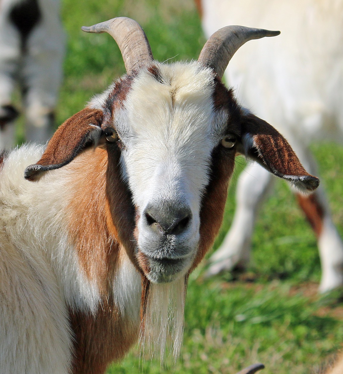 goat face animal free photo