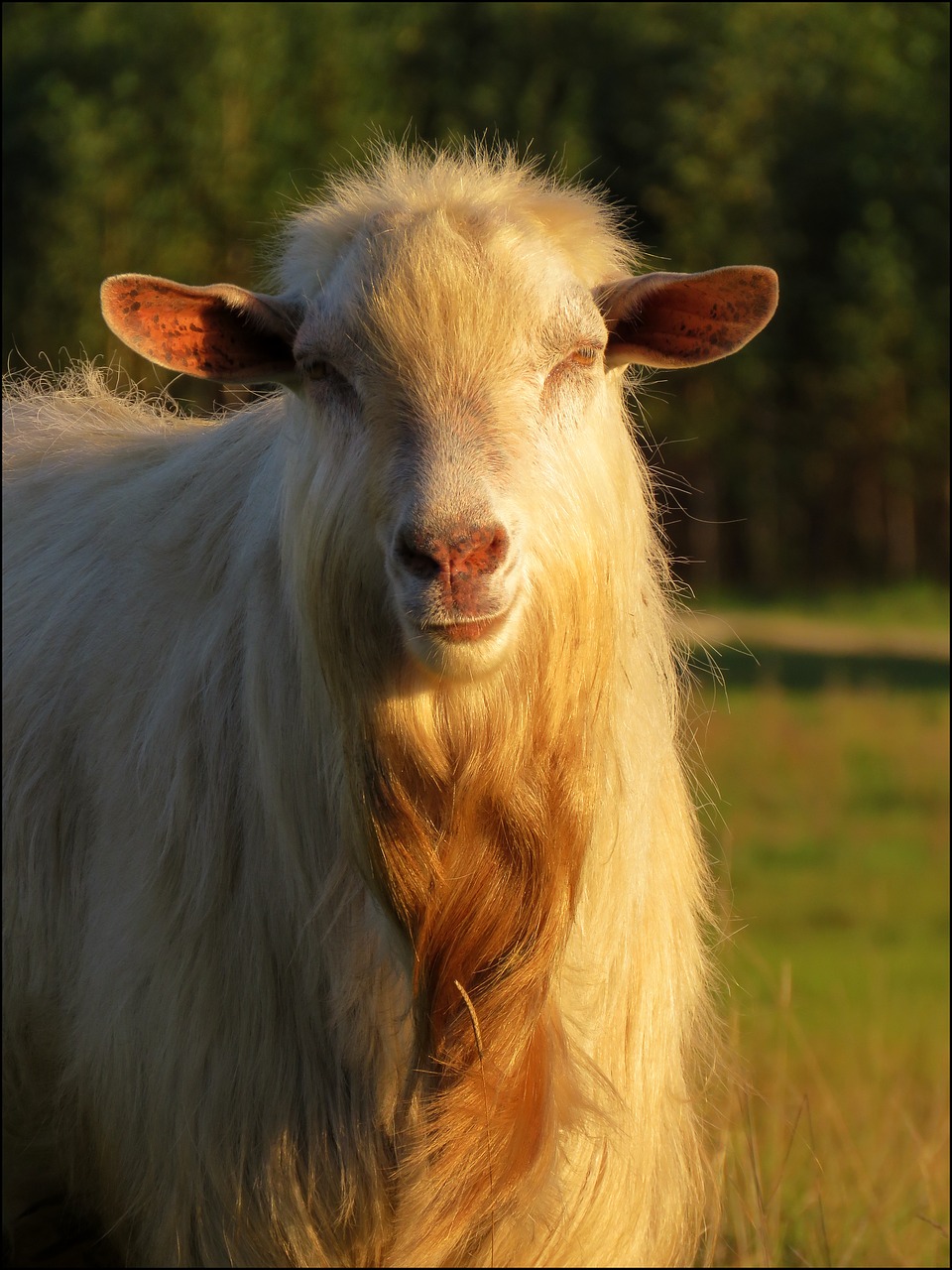 goat animal nature free photo