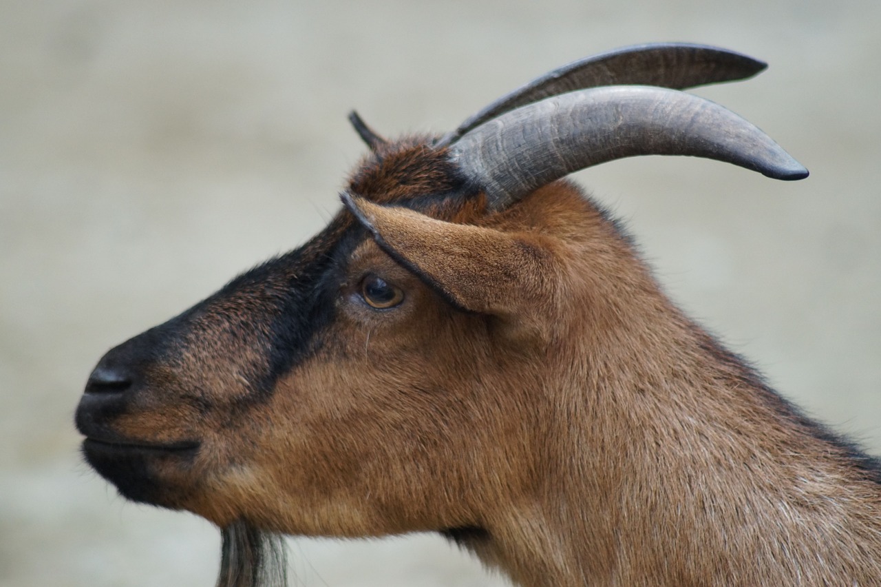 goat horns goats free photo