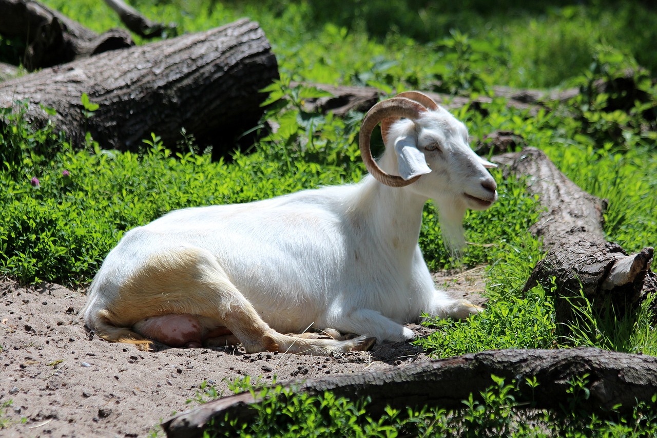 goat white goat animal free photo