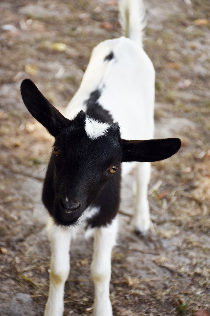 goat kids lower short free photo