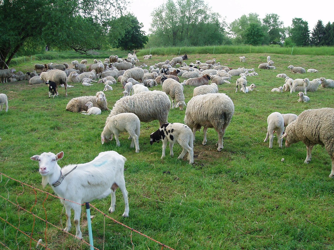 goat animals flock of sheep free photo