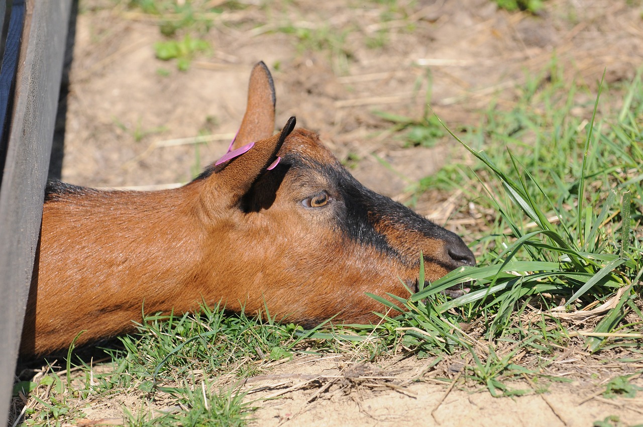 goat curious farm free photo