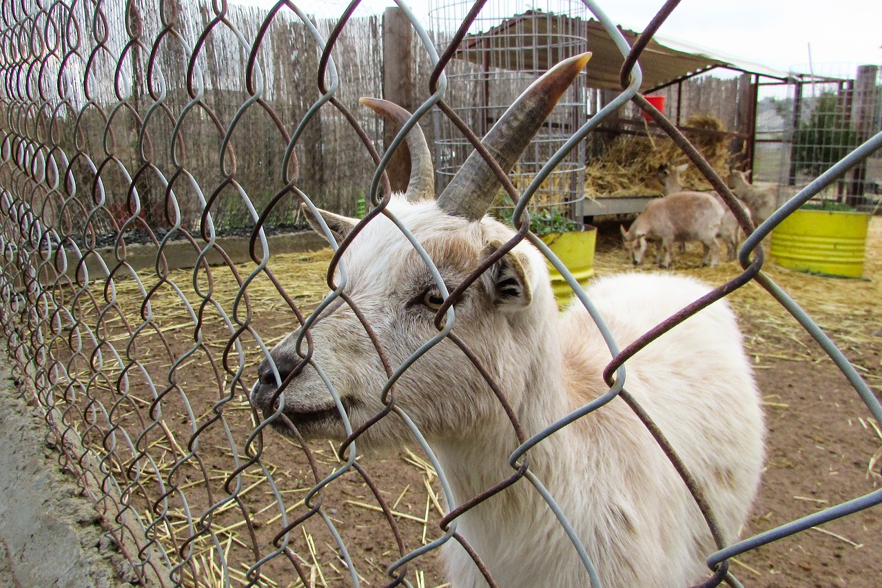 goat young farm free photo