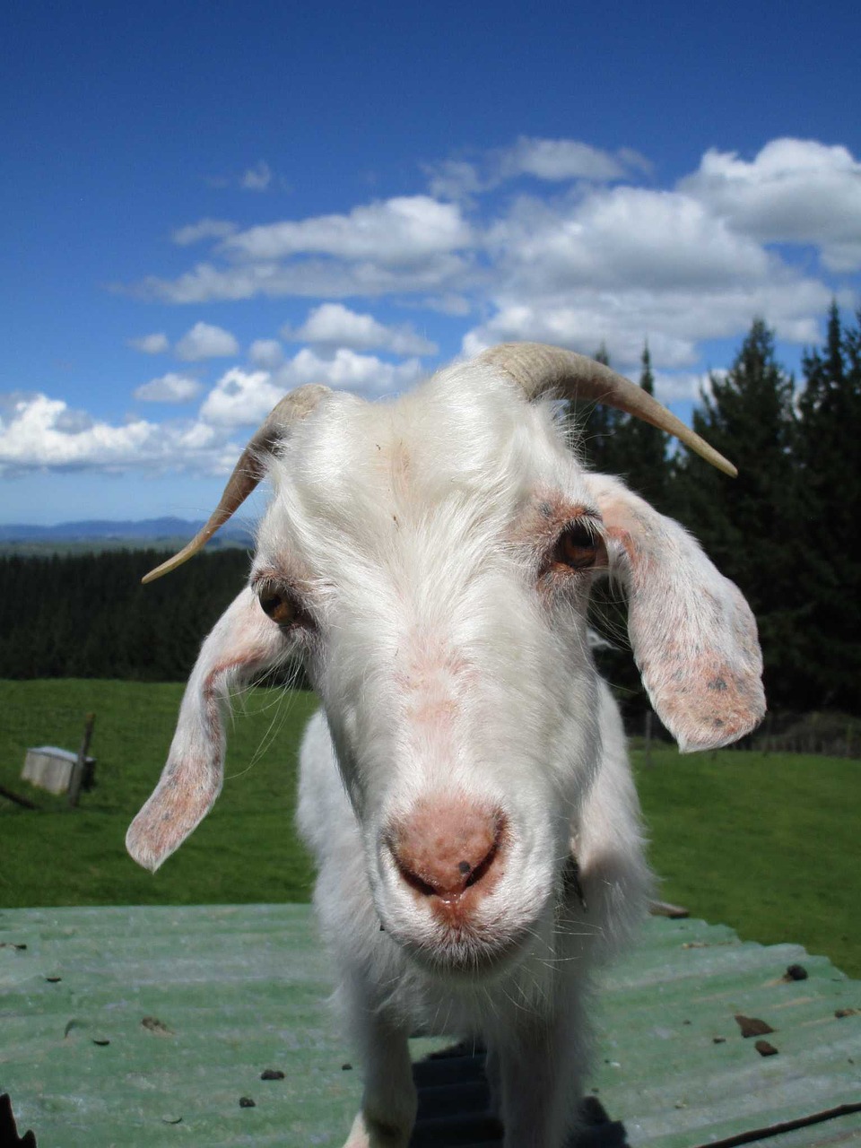goat stare horns free photo