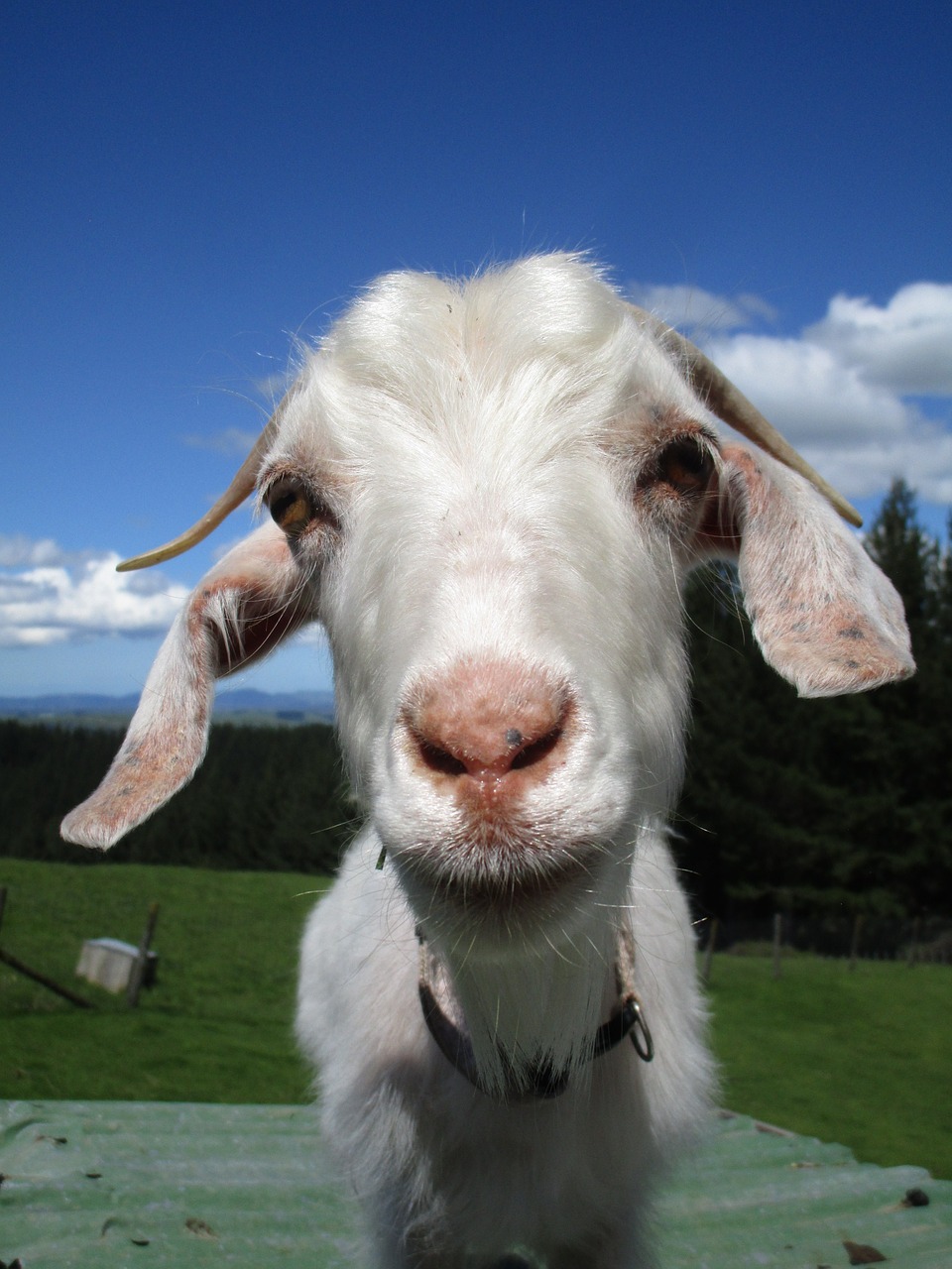 goat stare horns free photo