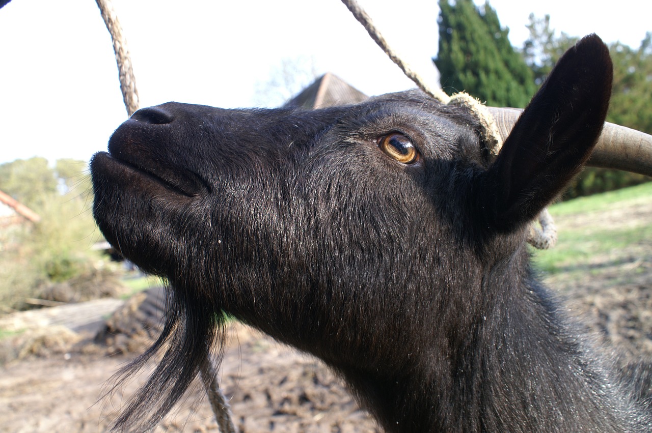 goat animal farm free photo