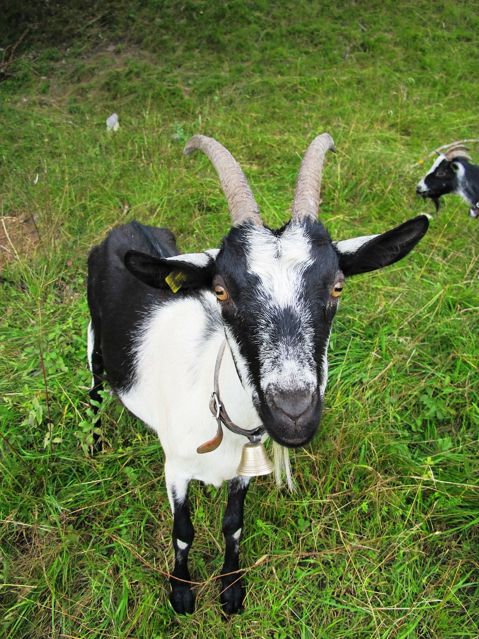 goat nature animal free photo