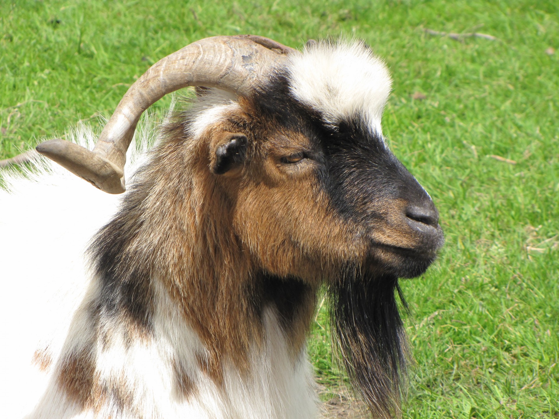 goat animal farmer free photo