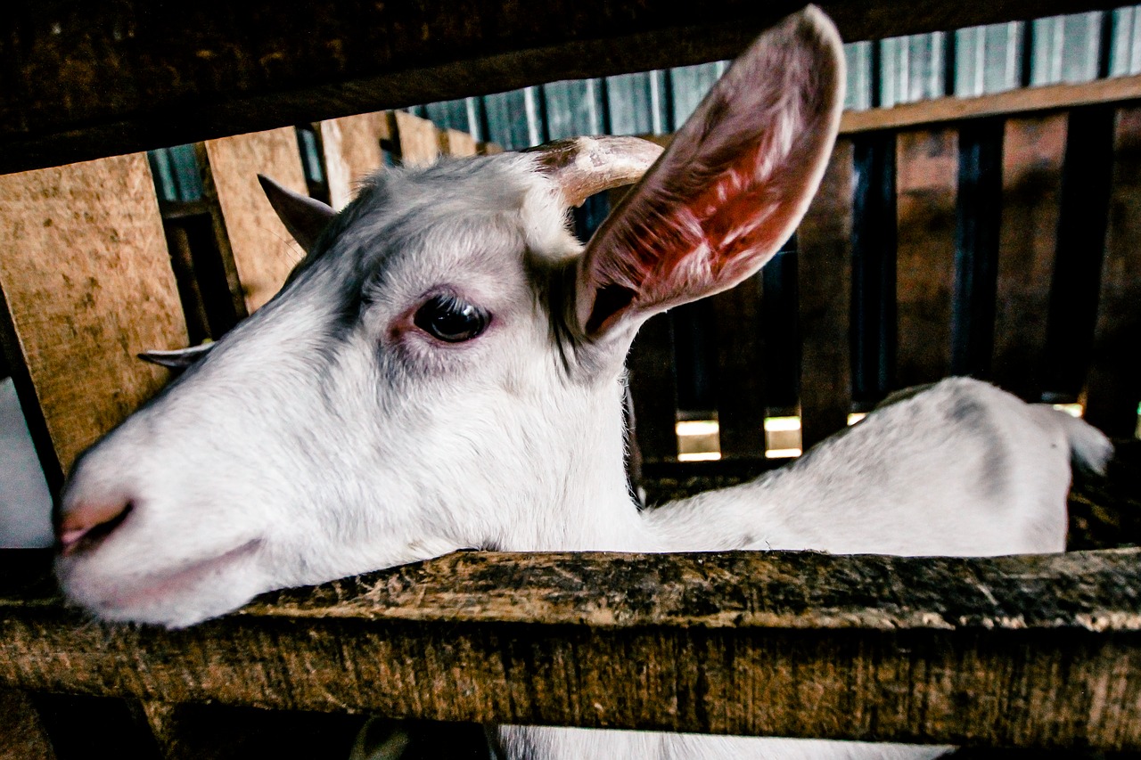 goat white farm free photo