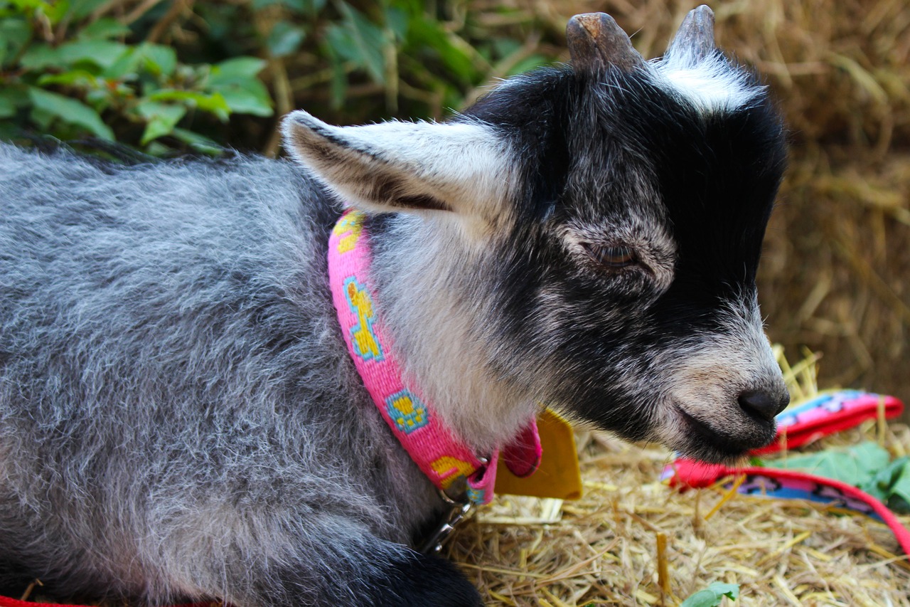 goat animal farm free photo