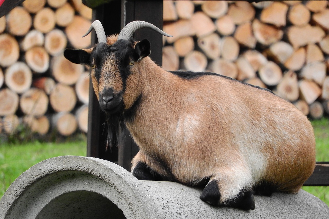 goat brown goat corners free photo
