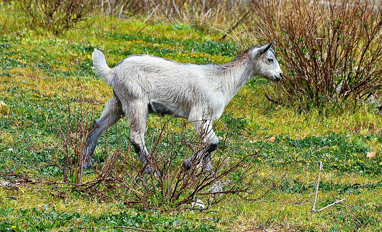 goat mallorca free running free photo