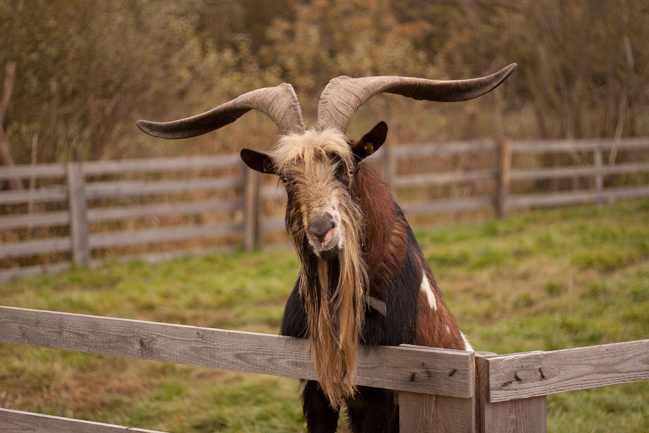 goat goat buck animal free photo