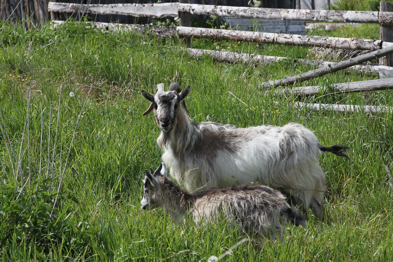 goat village farm free photo