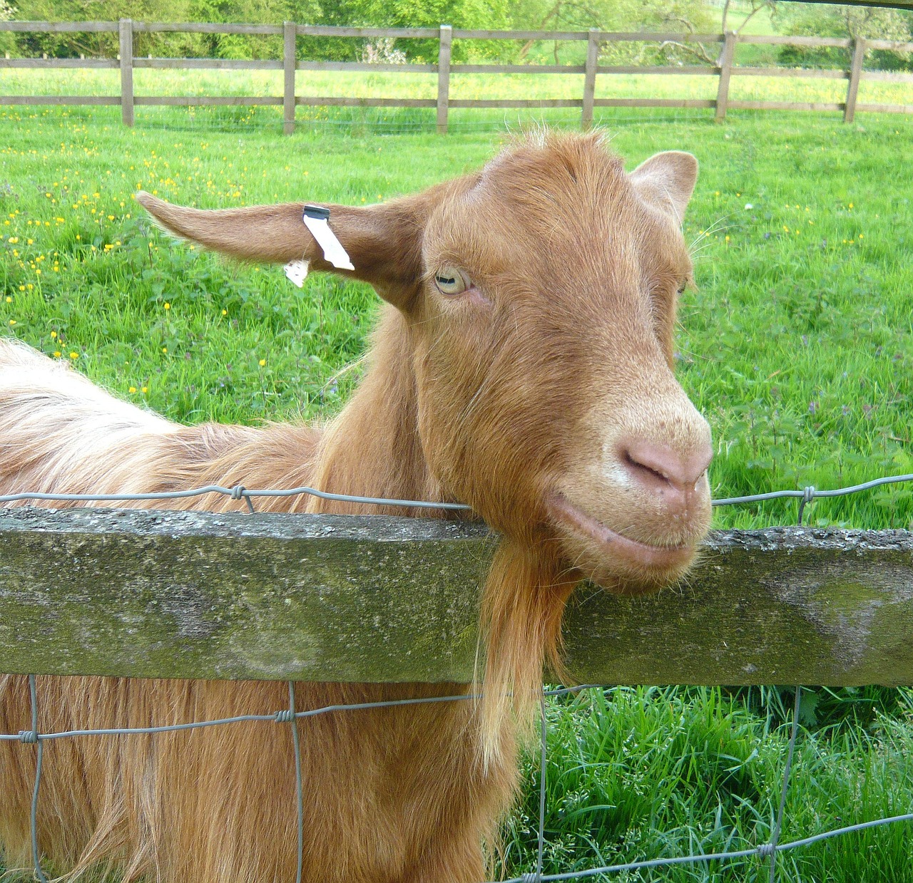 goat animal goats free photo