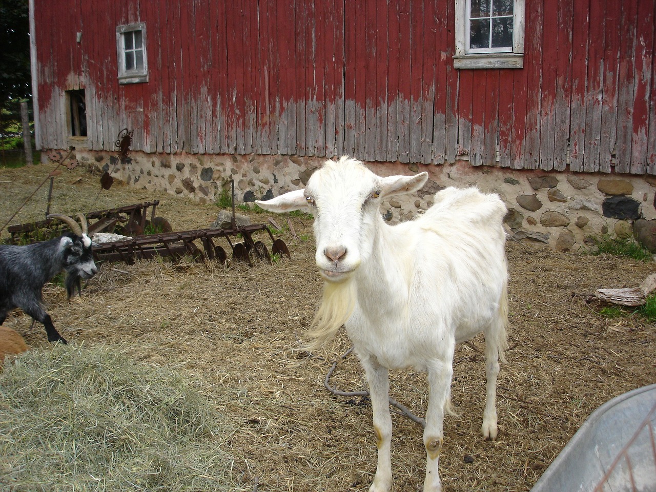 goat farm red barn free photo