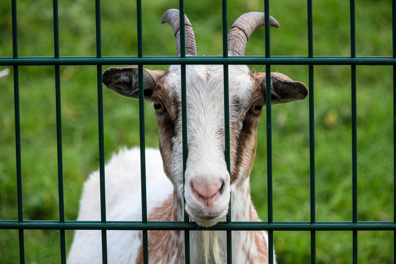 goat fence enclosure free photo