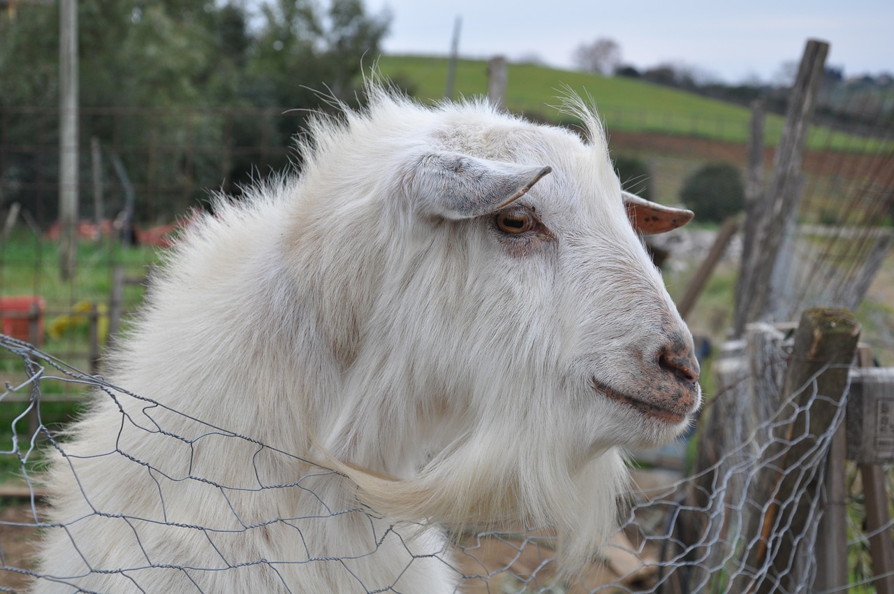 goat farm campaign free photo