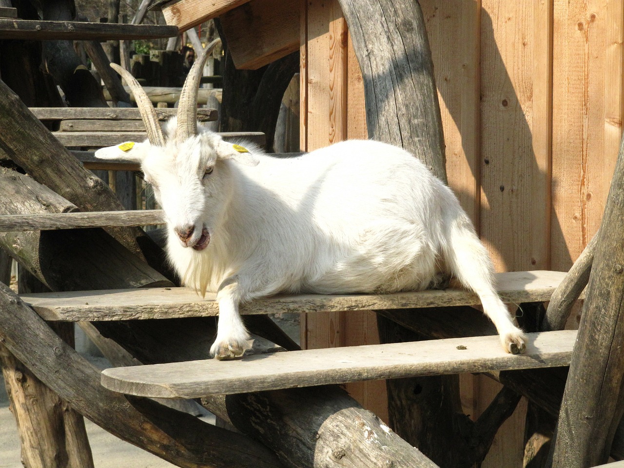 goat zoo animal free photo