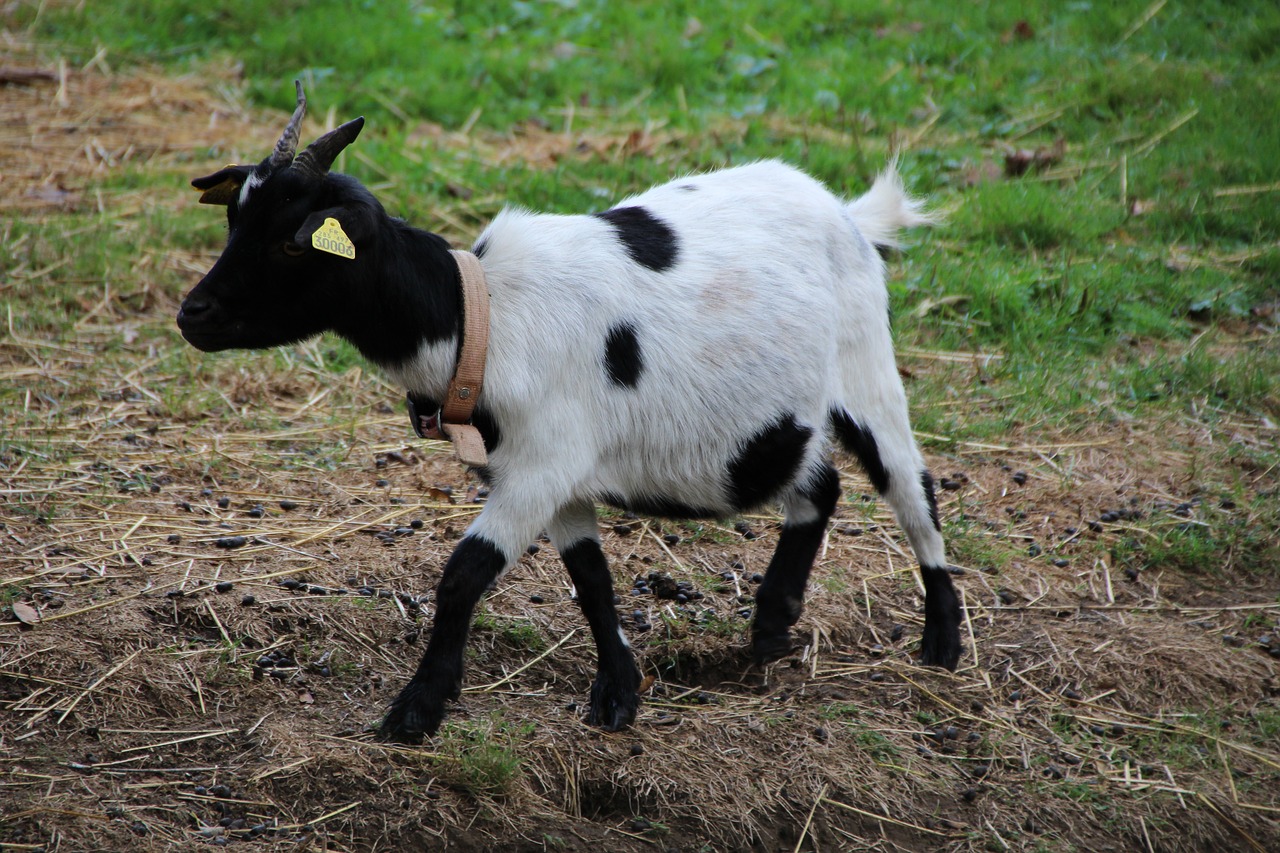 goat biquette farm free photo