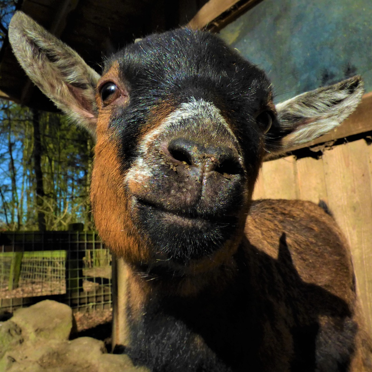 goat curious goat's head free photo