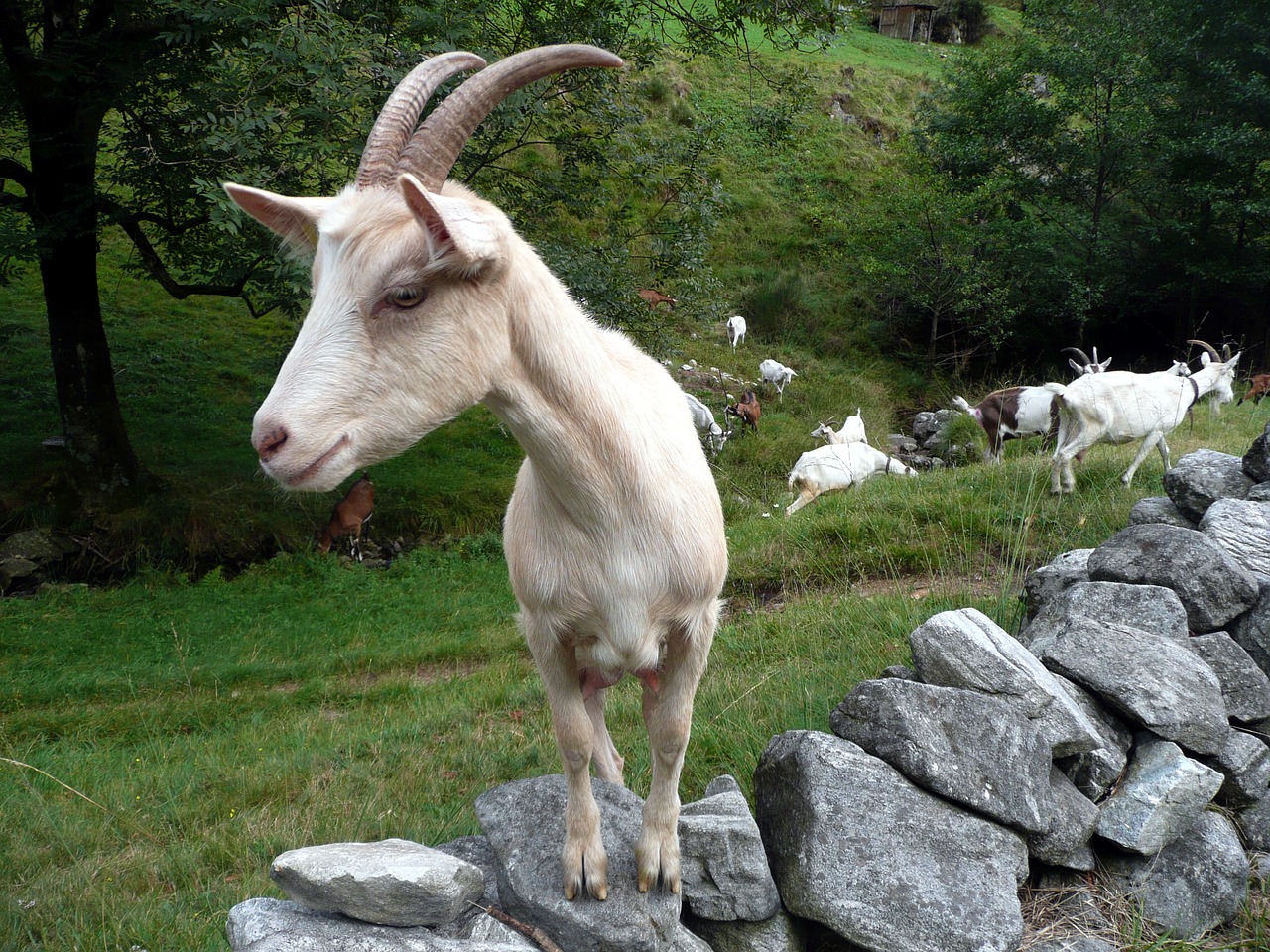 goat stone wall flock free photo