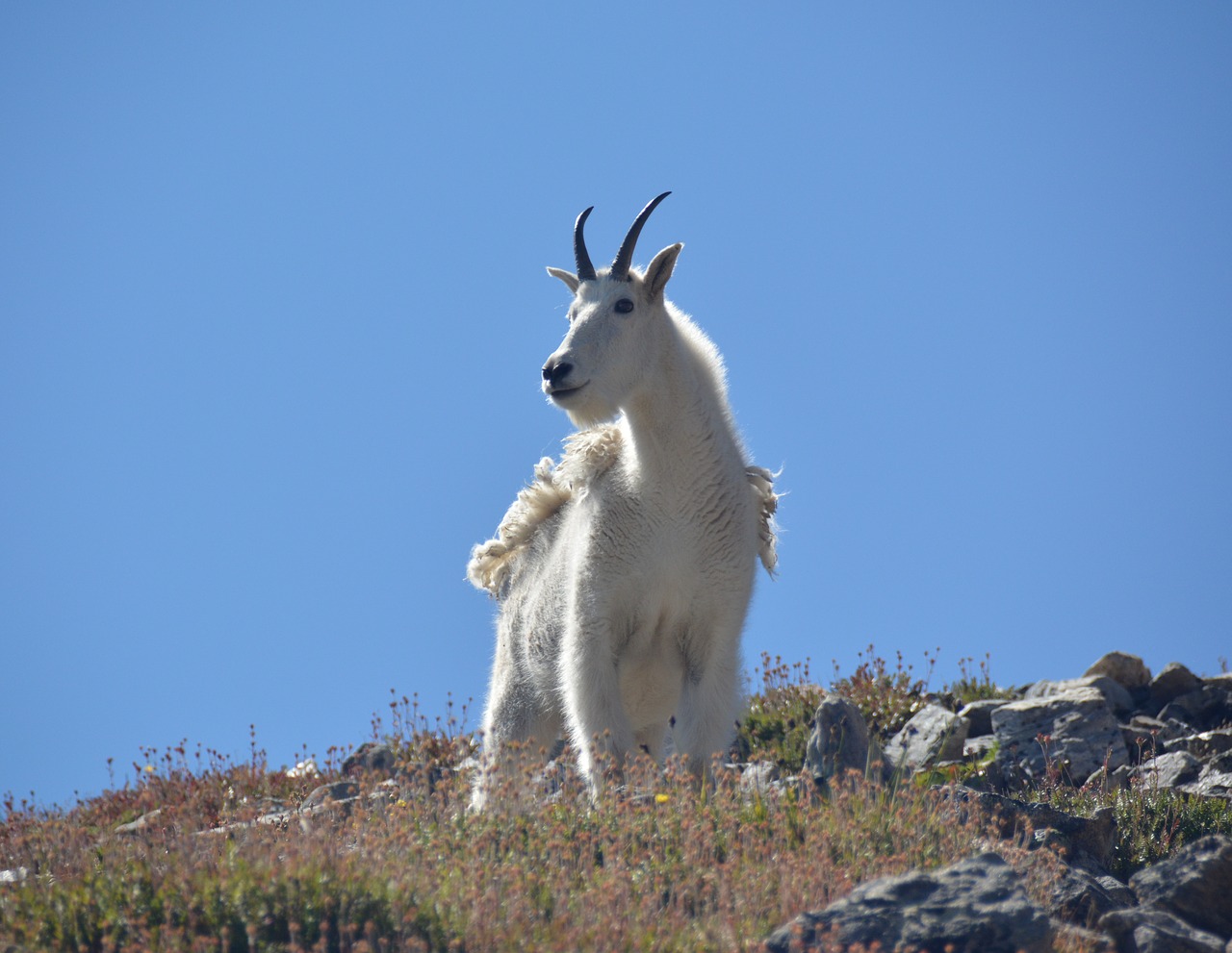 goat mountain wild free photo