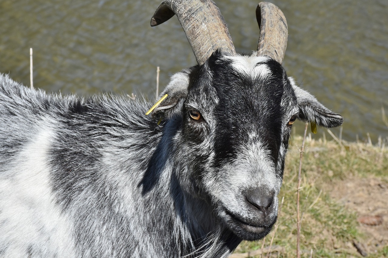 goat bock horns free photo