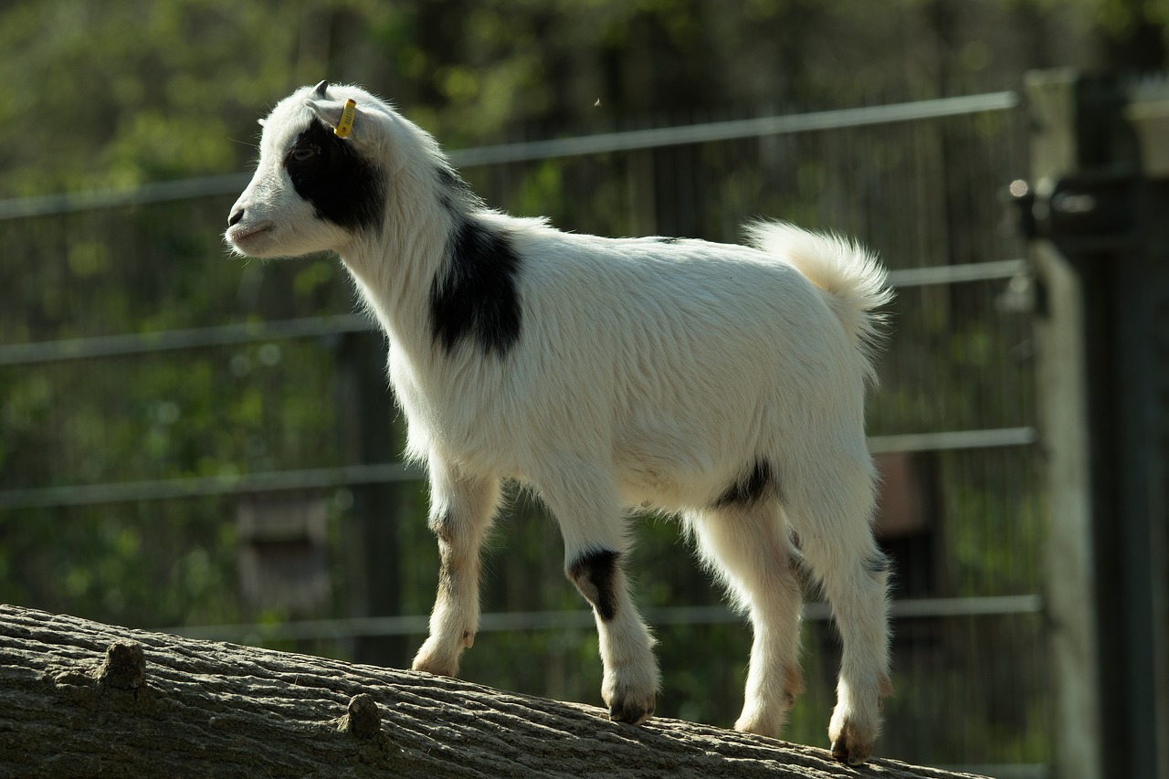 goat zoo domestic goat free photo