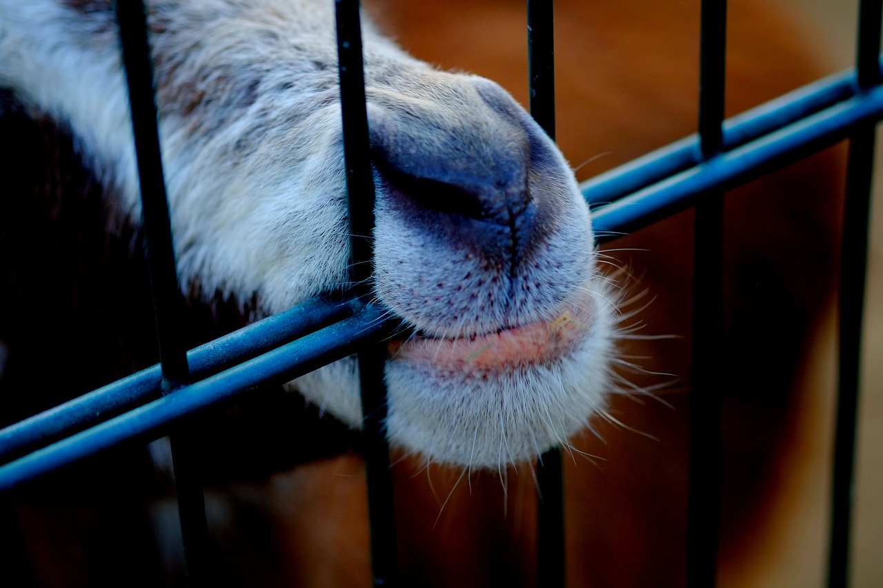 goat snout animal free photo