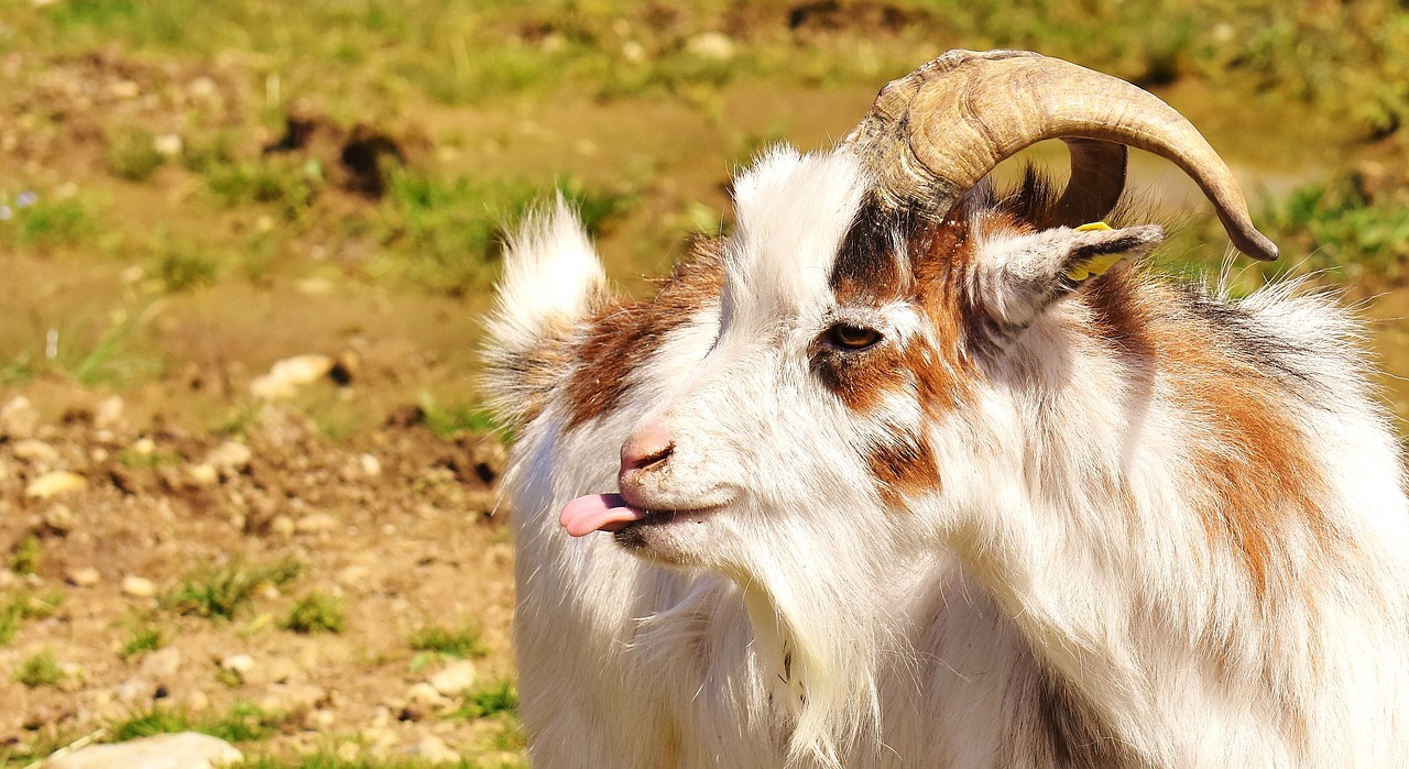 goat tongue funny free photo
