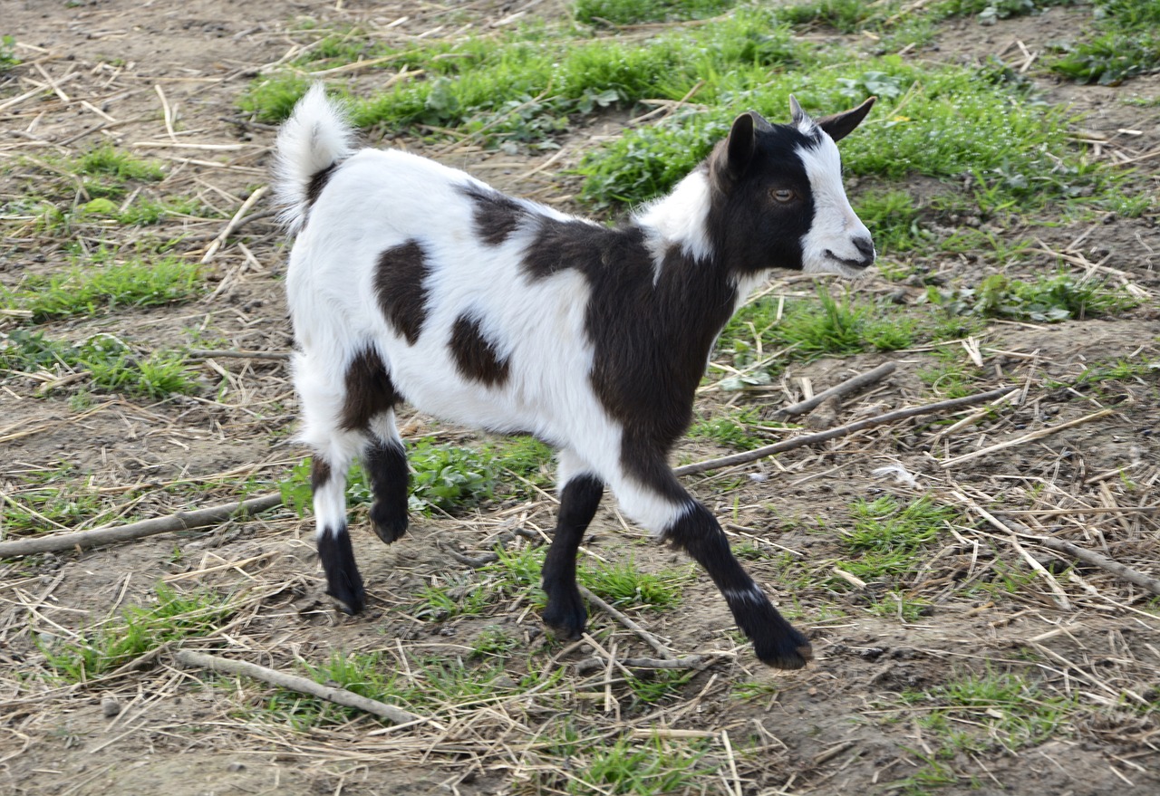 goat black white free photo