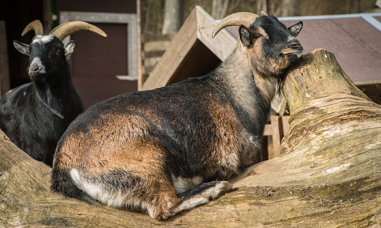 goat lazy animal free photo