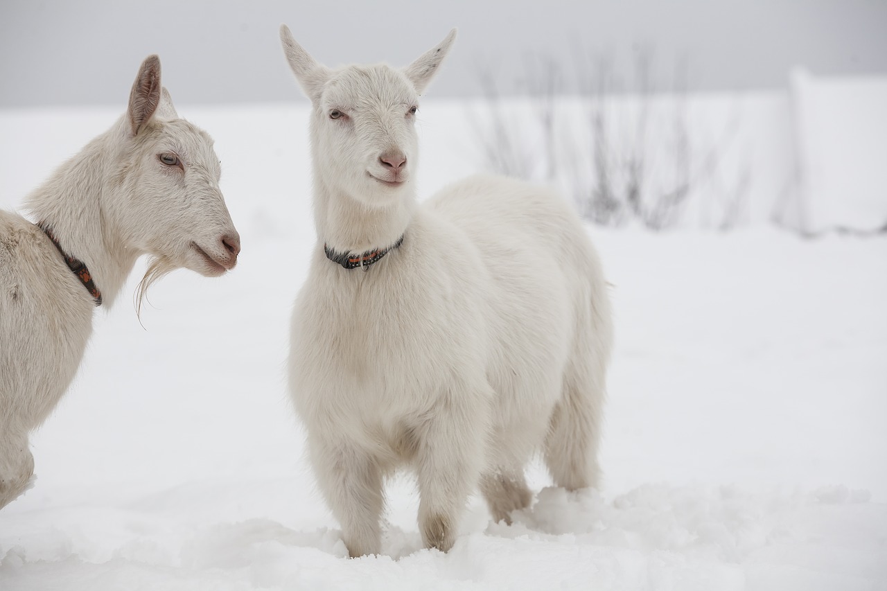 goat white goats free photo