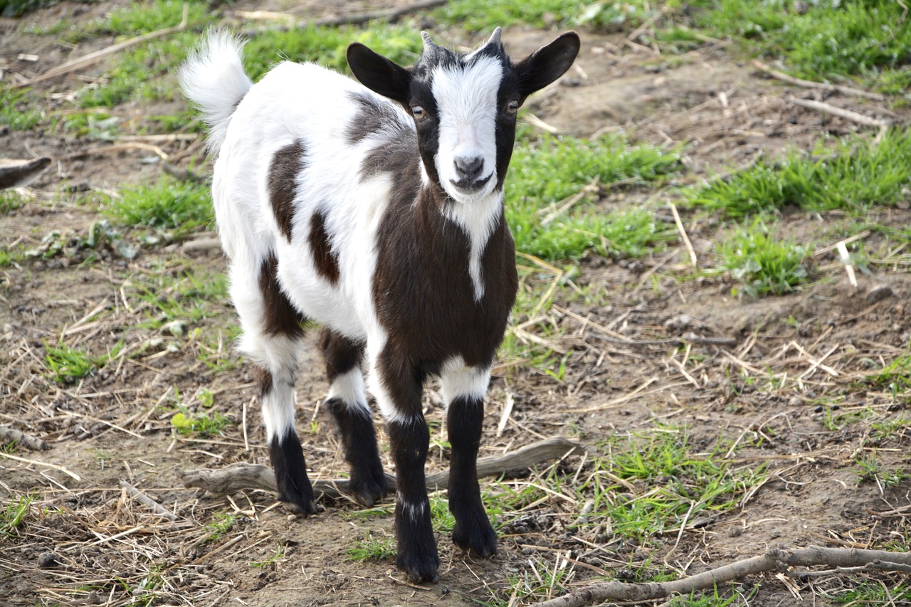 goat biquet goat baby free photo