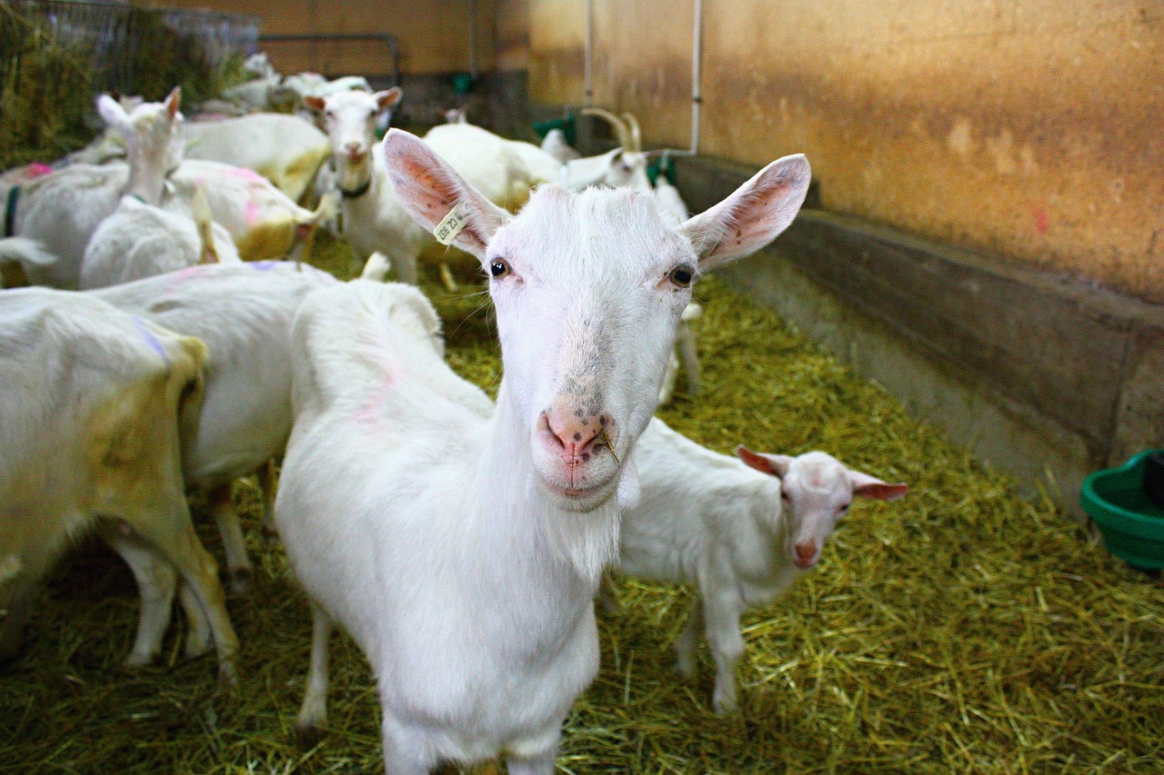 goat farm white goat free photo