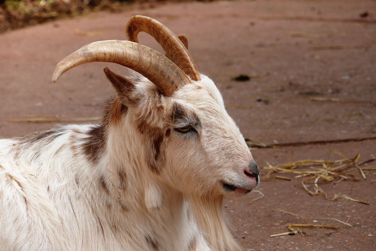 goat animal sheep free photo