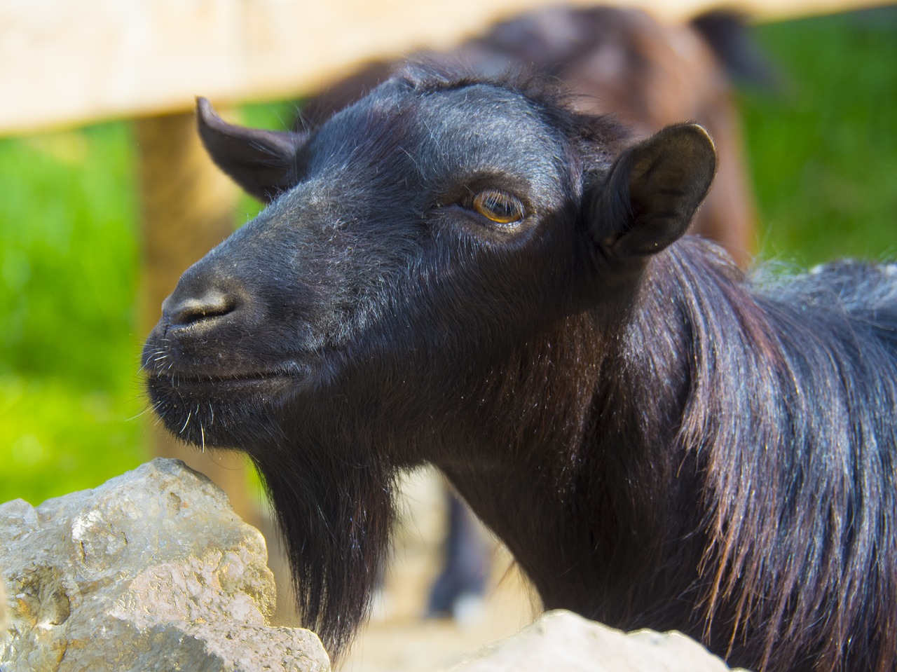 goat black male free photo