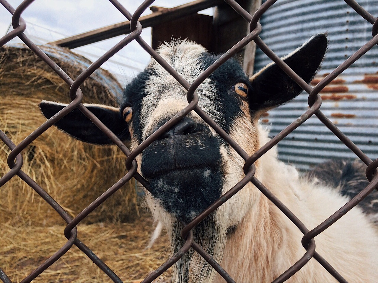 goat animal farm free photo