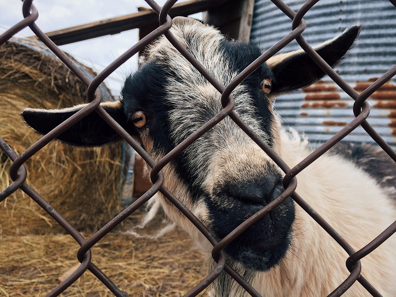 goat animal farm free photo