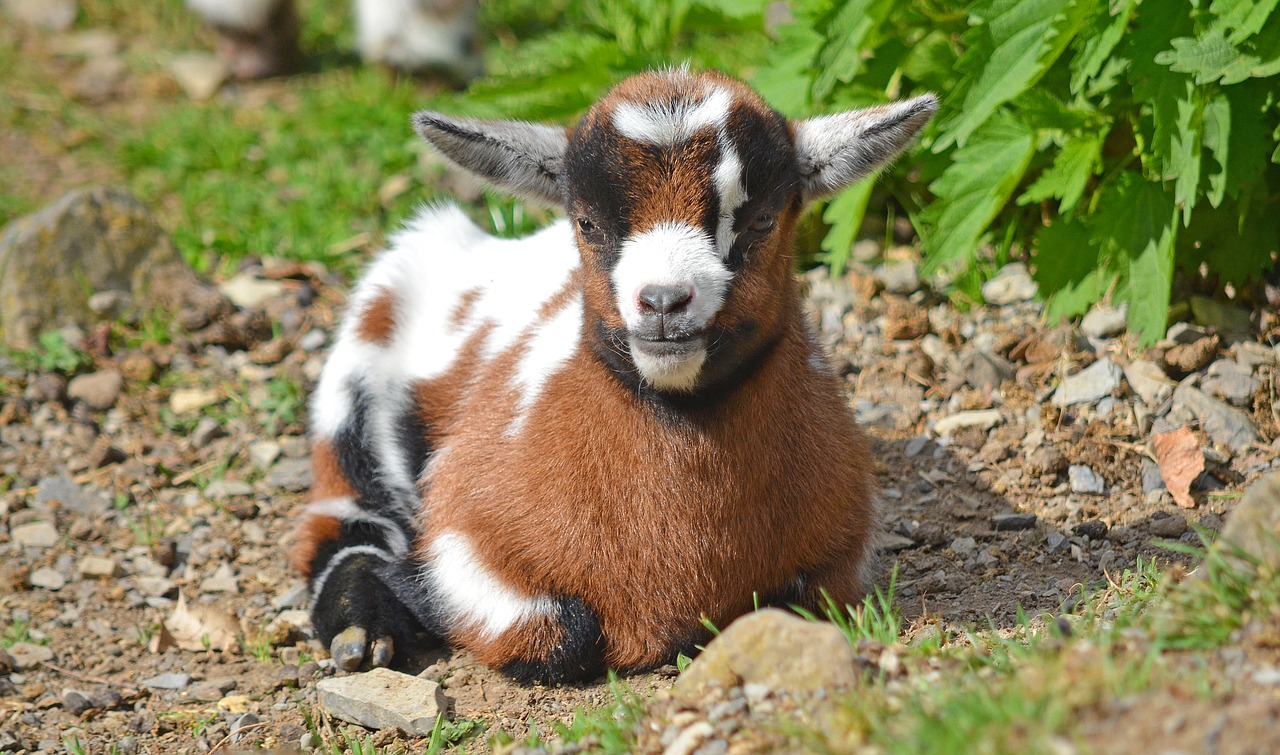 goat goats young animal free photo