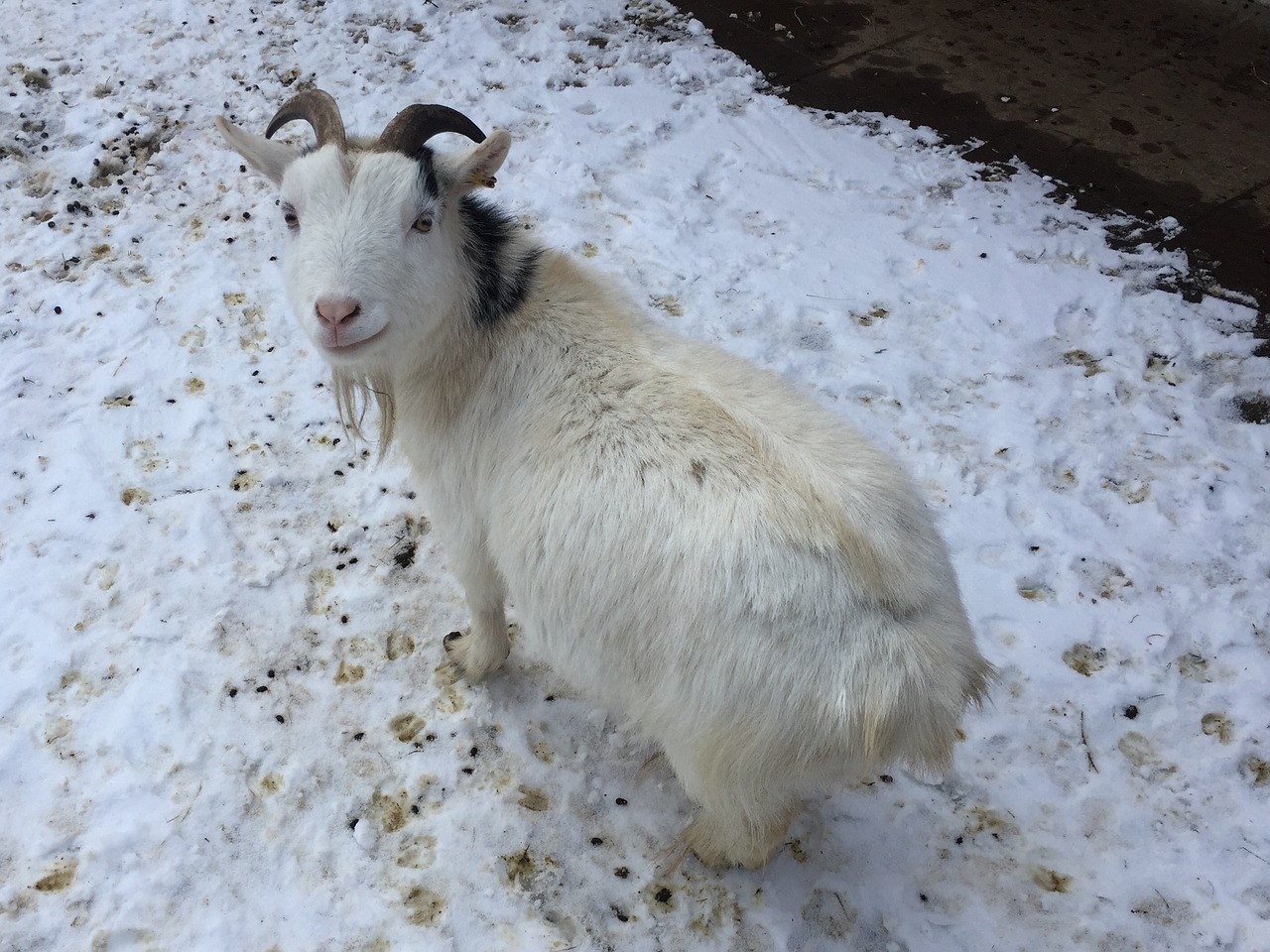 goat farm pet free photo